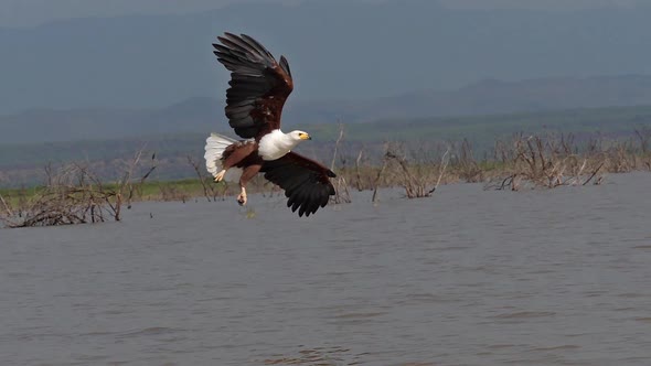 African Fish-Eagle, haliaeetus vocifer, Adult in flight, Fish in Claws, Fishing at Baringo Lake