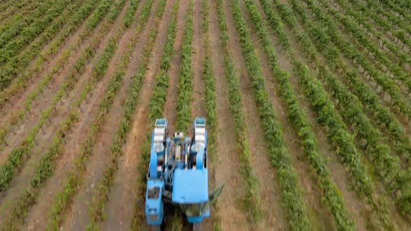 Close-up aerial view tilt up of a blue grape harvester in a vineyard in the Maipo Valley, Chile.