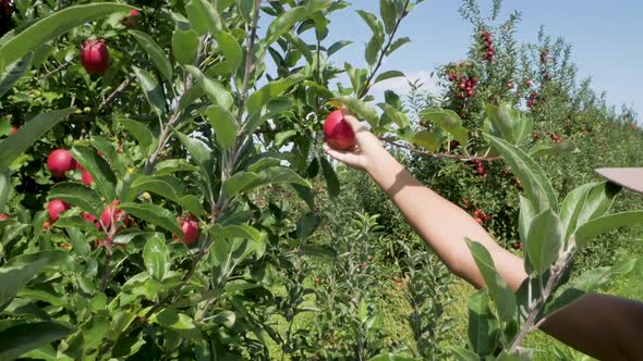 Woman leans into shot to pick and ripe, juicy apple.