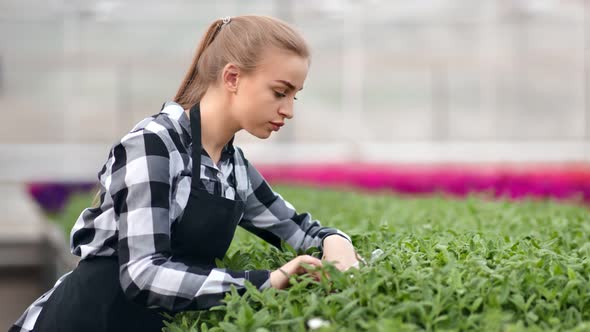 Professional Female Agricultural Farmer Pouring Fertilizer for Growing Plants Seedling