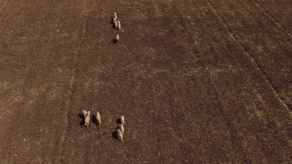 Drone shot of sheep running