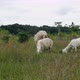 Herd of Sheep Eating Green Grass on the Meadow - VideoHive Item for Sale