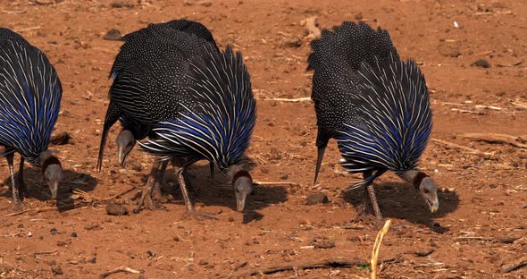 Vulturine Guineafowl, acryllium vulturinum, Group at Samburu Park, Kenya, Real Time 4K