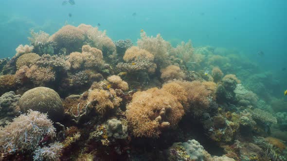 The Underwater World of a Coral Reef.