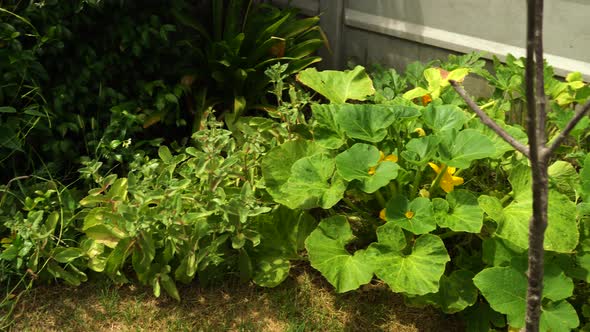 Squash And Lettuce Growing In A House Garden. high angle, panning shot