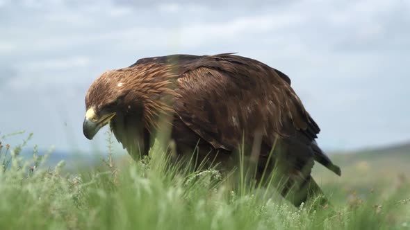 A Free Wild Golden Eagle Bird Eating in Natural Habitat of Green Meadow