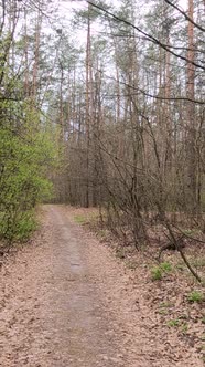 Vertical Video of the Small Road in the Forest During the Day