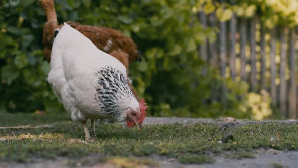 Domestic Chicken Grazing in the Yard of a Rural House