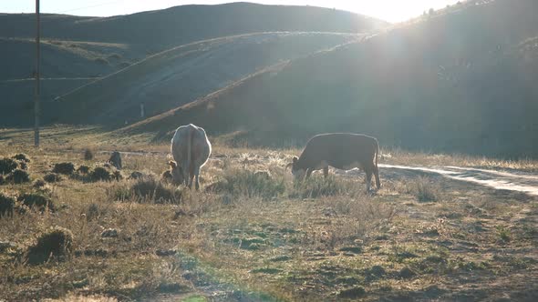 Dairy Cows Grazing Near Altai Mountains at Dawn