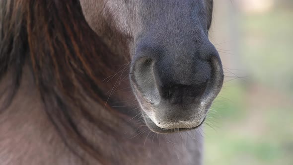 A black horse stands in a coniferous green forest, looks at the camera