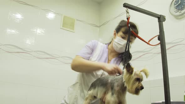 Dog in Pet Grooming Salon