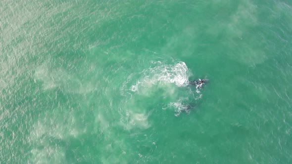 Aerial view of southern right whales with calves, Western Cape, South Africa.