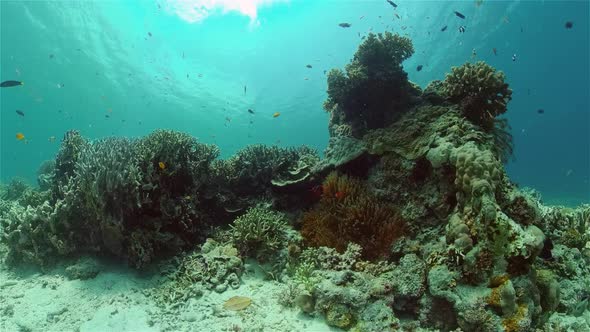 Coral Reef and Tropical Fish Underwater