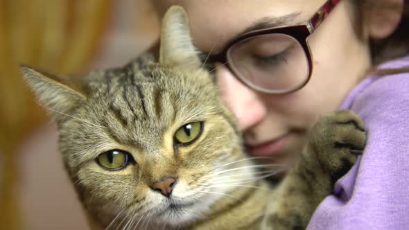 A Young Woman in Glasses Presses a Cat To Her Face, British Breed Cat Hugs with a Woman