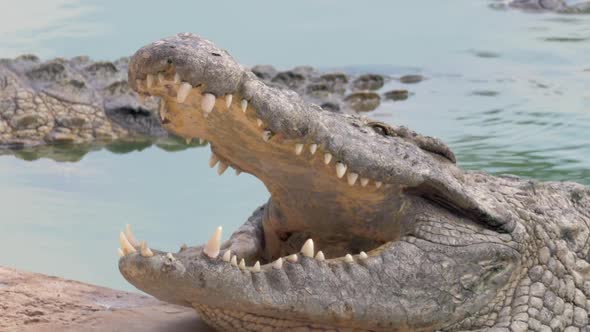 Open Jaws of Large Crocodile in Water