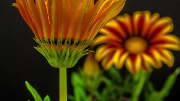 Gazania Flower Blossoming