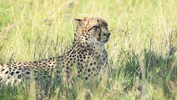 Slow motion Cheetah lying in grass. African safari widlife shot in Kenya