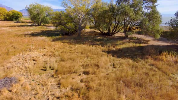 Straight down view of dry grass then tilt up, push forward to fly over trees and reveal a huge lake