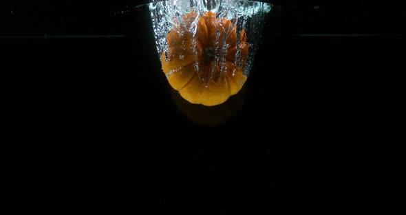 Dwarf Pumpkin, cucurbita pepo, Fruit Falling into Water against Black Background, Slow Motion 4K