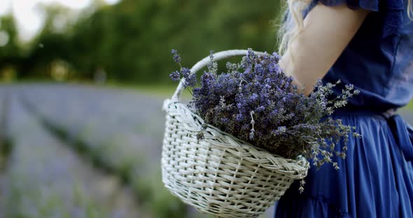 Female with Wicker Basket Stay in Blooming Lavender Field on Summer Day. Slow Motion Close Up