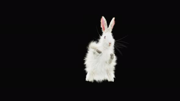 Rabbit Dancing 4K