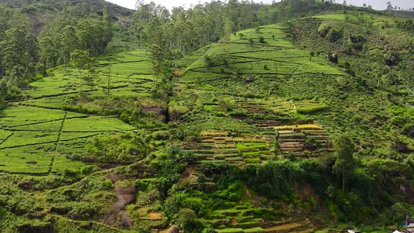 Tea Estate in Sri Lanka