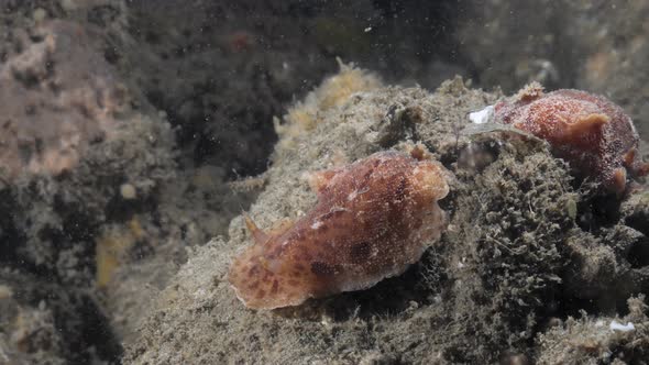 Marine science observation of two Thordisa Nudibranch species spotted on a night time scuba dive.