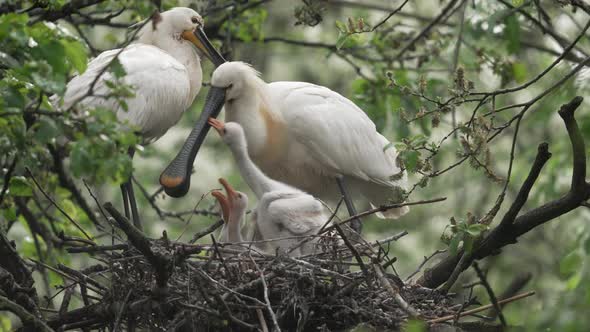 Hungry Spoonbill chicks crawling on each other to be fed by parent - full shot
