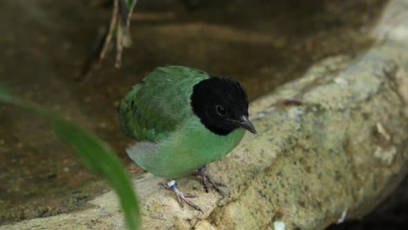 Hooded pitta scratching its head and then hoping away