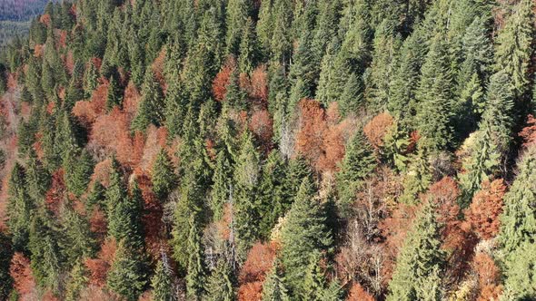 Flying Above an Evergreen Forest Mixed With Deciduous Trees