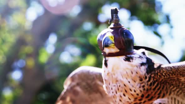 Close-up of falcon eagle with spread wings