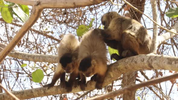 A troop of capuchin new world monkeys exhibit social grooming behavior