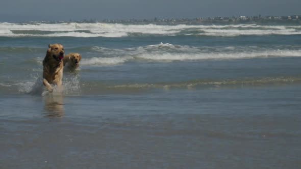 Happy Golden Retriever running out of ocean - slow motion