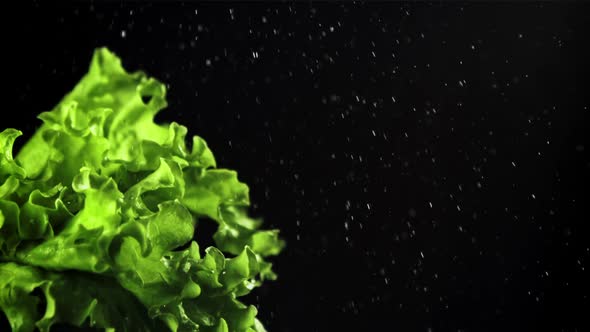 Drops of Water Fall on the Leaves of Fresh Lettuce