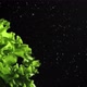 Drops of Water Fall on the Leaves of Fresh Lettuce - VideoHive Item for Sale
