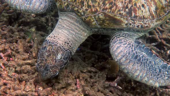 Close Up of Huge Female Old Big Sea Turtle Swimming in Deep Blue Ocean Among Coral Reef Feeding on