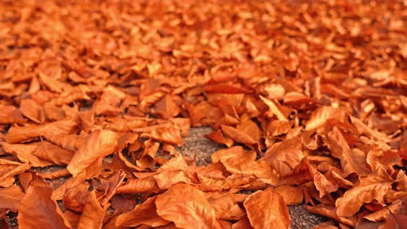 Surface From Small Bright Golden Dry Fallen Leaves Closeup