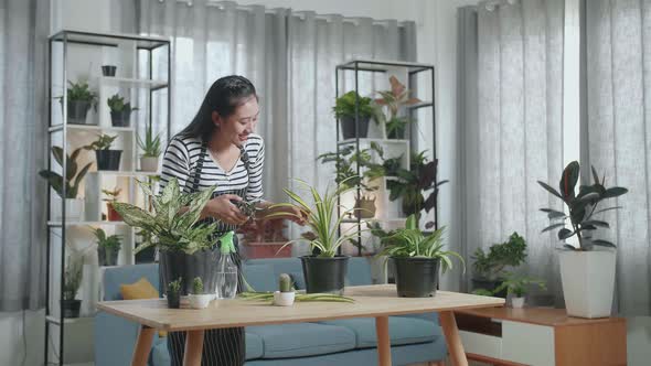 Smiling Asian Woman Holding Pruning Shears And Trimming Plants At Home