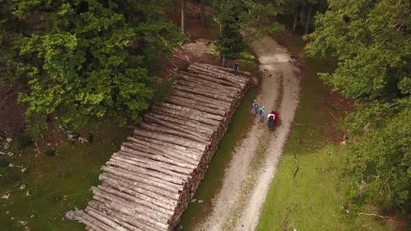 Wood store viewed from the sky by drone: swiss alps fir trees forest