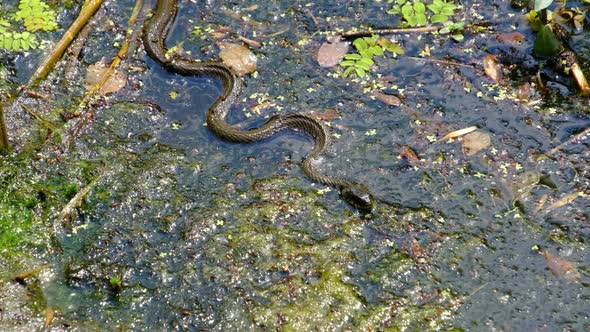 Snake in Swamp Thickets and Water Algae Closeup Serpent in River