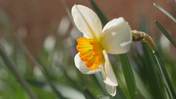 Narcissus poeticus in the garden slow moving on the wind 4K 2160p UltraHD footage - Beautiful Narcis