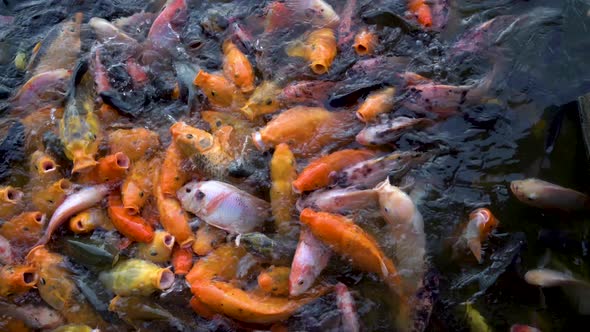 Gasp of colorful koi carp fishes fighting for food while being fed