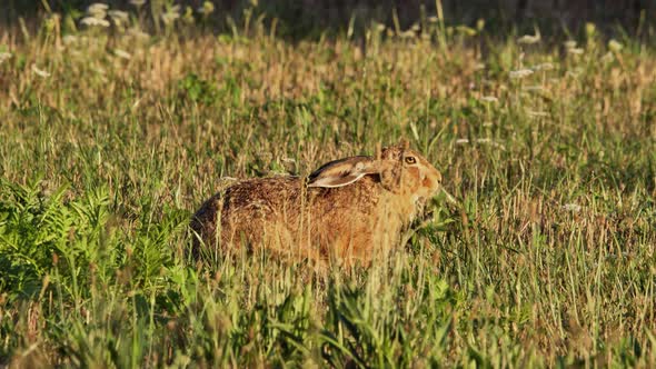 Hare eating grass