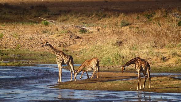 Giraffe in Kruger National park, South Africa