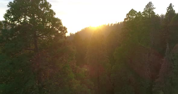 Aerial  Shot Through Towering Groves of Giant Sequoias at Dusk.
