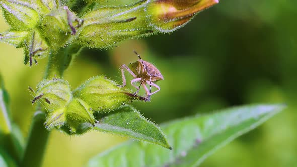 Carpocoris Purpureipennis Climbs From One Flower to Another