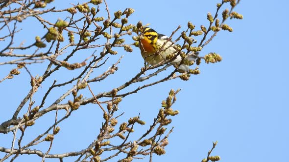 Blackburnian Warbler Perched On Twigs Against Blue Sky - low angle