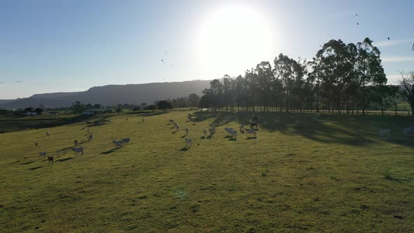 Cattle animals on green pasture. Farming landscape at countryside.