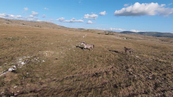 Aerial FPV Drone Shot of a Chasing and Flying Close Around Herd of Wild Horses Running on a Field at