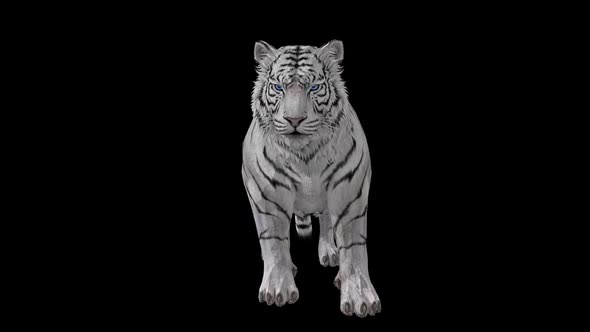 Tiger Idle 2 alt